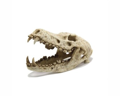 BLUE BELLE PACIFIC WOLF SKULL 18X12X15 CM