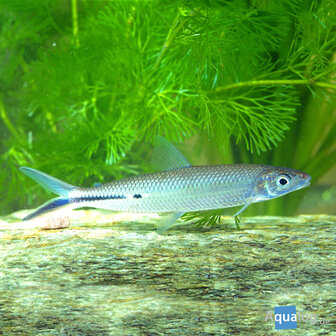 Hemiodopsis gracilis/RED TAIL - Veerzalm