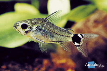 CORYDORAS HASTATUS - Dwergbodemkuiser