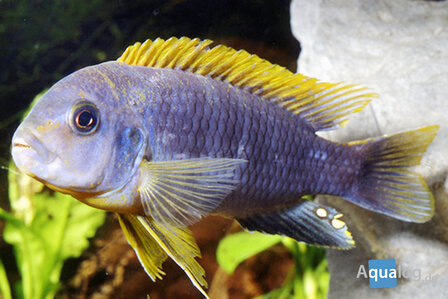 Labidochromis hongi Red Top