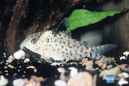 Corydoras ambiacus - Ambiacus bodemkuiser