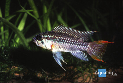 APISTOGRAMMA JURIENSIS - Juriensis dwergcichlide