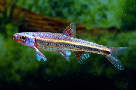 NOTROPIS CHROSOMUS S - Rainbowshiner S