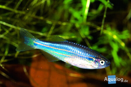 Inpaichthys kerri &quot;Superblue&quot; - Superblauwe keizertetra