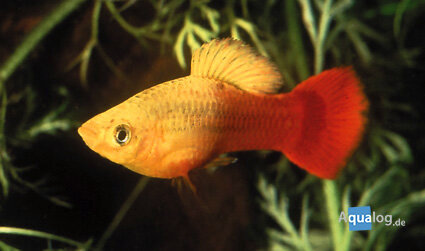 Xiphophorus variatus sunset - Sunset variatus platy