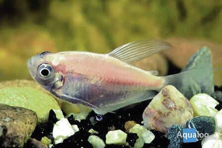 Gymnocorymbus ternetzi gold - Gouden rouwtetra