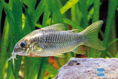 Corydoras aeneus XL - Bronzen bodemkuiser