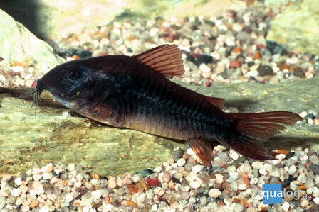 CORYDORAS AENEUS &quot;BLACK VENEZUELA&quot;