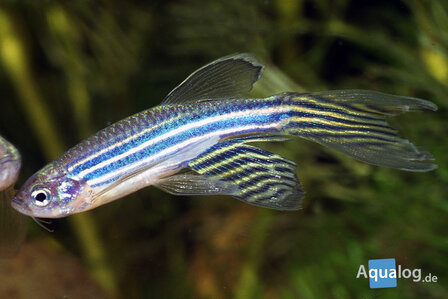 BRACHYDANIO RERIO - Sluier zebradanio