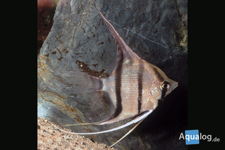 Pterophyllum scalare - Peru altum maanvis SM