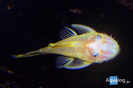 ANCISTRUS GOLD LONG FIN - Sluierancistrus