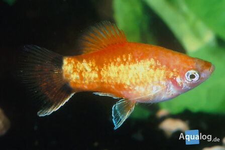 Xiphophorus maculatus - Neon orange platy