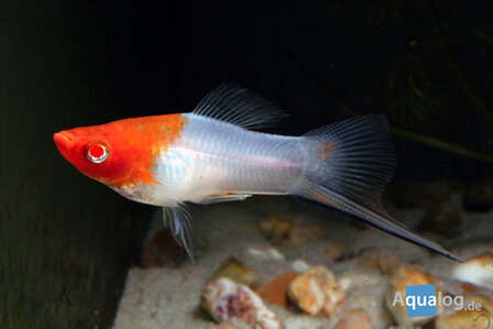 Xiphophorus helleri - Koi/Santa claus zwaarddrager