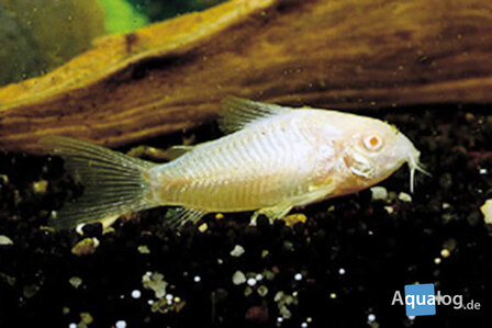 CORYDORAS SCHULTZEI -Albino Schultzei bodemkuiser