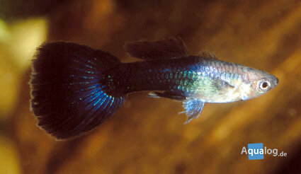 Poecilia reticulata - Goldhead/black guppy man