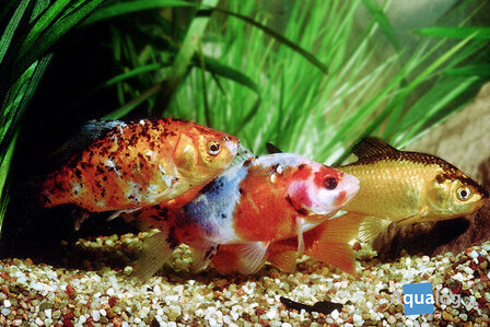 Carassius auratus mix - goudvis mix 12-15 cm