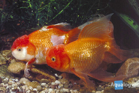 Carassius auratus - leeuwekop mix -    7-  8 cm