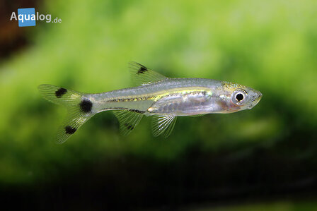 Rasbora (Rasbosoma) spilocerca - Dwergschaarvisje