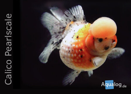 CARASSIUS AURATUS - PEARLSCALE