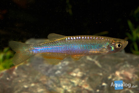 DANIO ROSEUS - Roze danio