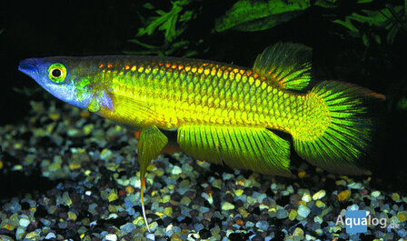 Aplocheilichthys lineatus - Gouden killievis