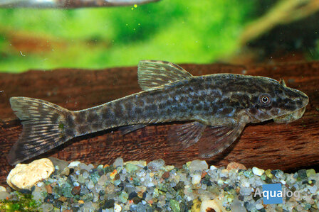 Otocinclus negros - Dwergalgeneter