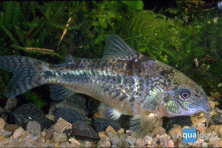 Corydoras paleatus long fin - Sluierbodemkuiser