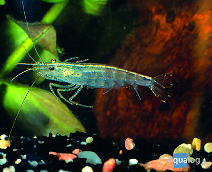 Caridina multidentata - Japonica garnaal (Amano) S