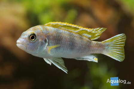 LABIDOCHROMIS PERLMUTT - Parelmoer labidochromis