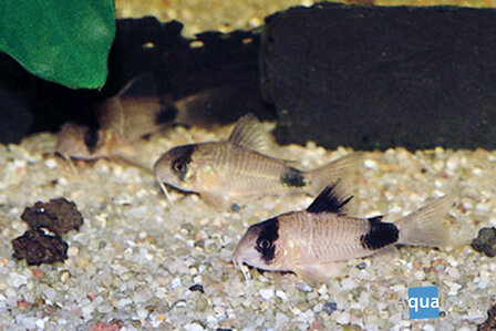 Corydoras panda - Panda bodemkuiser XL