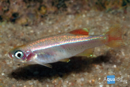 Tanichthys albonubes Gold - Gouden chinese danio