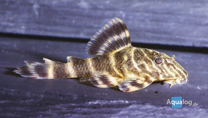 Peckoltia pulcher - Clown pleco