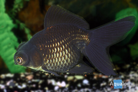 Carassius auratus - sluierstaart zwart telescoopoog -  5-  6 cm