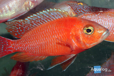 AULONOCARA STRAWBERRY RED EYE SUPER COLOR