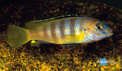 PSEUDOTROPHEUS SAULOSI