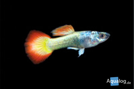 Poecilia reticulata - Neon flame guppy man