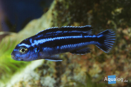 MELANOCHROMIS SP. MAINGANO/CYANEORHABDOS