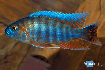 AULONOCARA JACOBFREIBERGI BLUE NEON