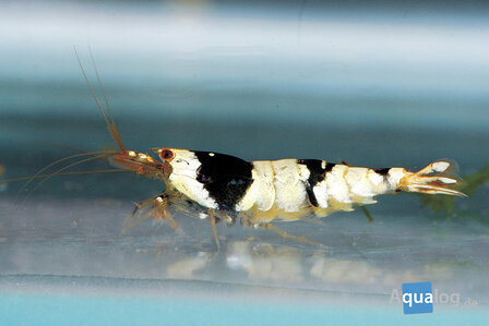 CARIDINA CRYSTAL BLACK - Crystal black garnaal