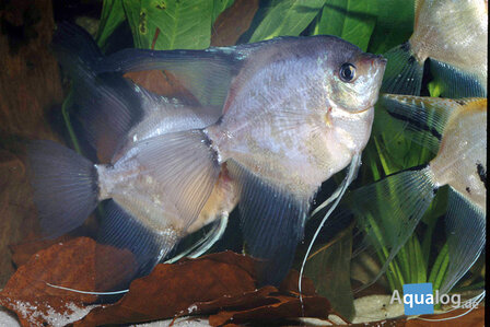 Pterophyllum scalare - Kobalt blauwe maanvis