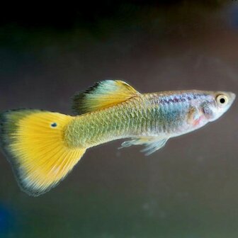 Poecilia reticulata - &#039;German yellow&#039; guppy man