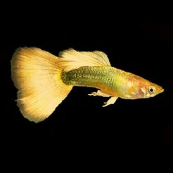 Poecilia reticulata - Full gold 24 k guppy man