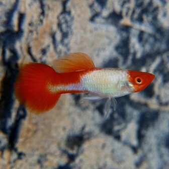 Poecilia reticulata - Red cap guppy man