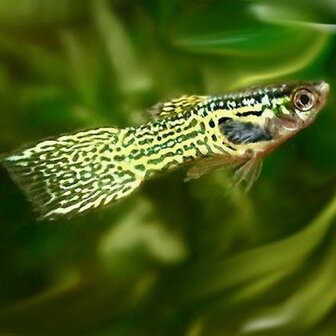 Poecilia wingei - &#039;Gele cobra&#039; Endler guppy