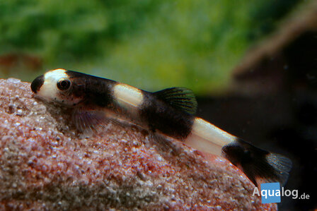 Yaoshania pachychilius - Panda goby