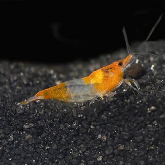 Neocaridina davidi - &#039;Rili&#039; Orange dwerggarnaal 