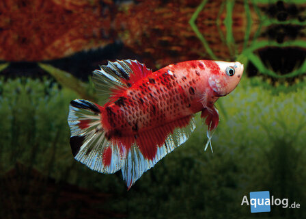 Betta splendens - Plakat &quot;Koi Nemo&quot;