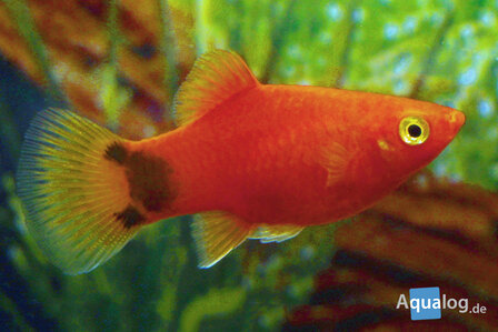 Xiphophorus maculatus -  Mickey mouse platy