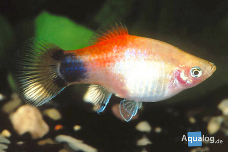 Xiphophorus maculatus -  Mickey mouse platy