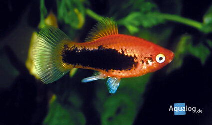 xiphophorus maculatus - Rode tuxedo platy